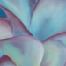 Plumeria