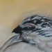 P\'tit Ptarmigan
